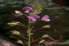 Alysicarpus belgaumensis